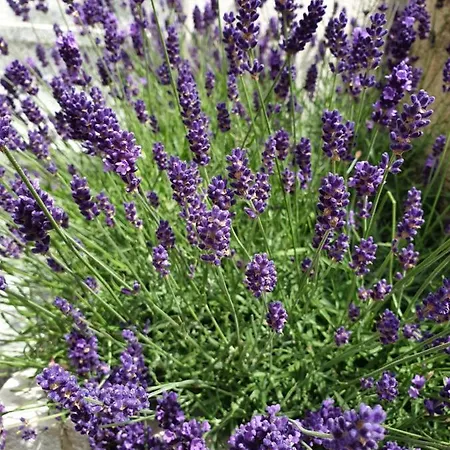 En شقة Mošćenička Draga