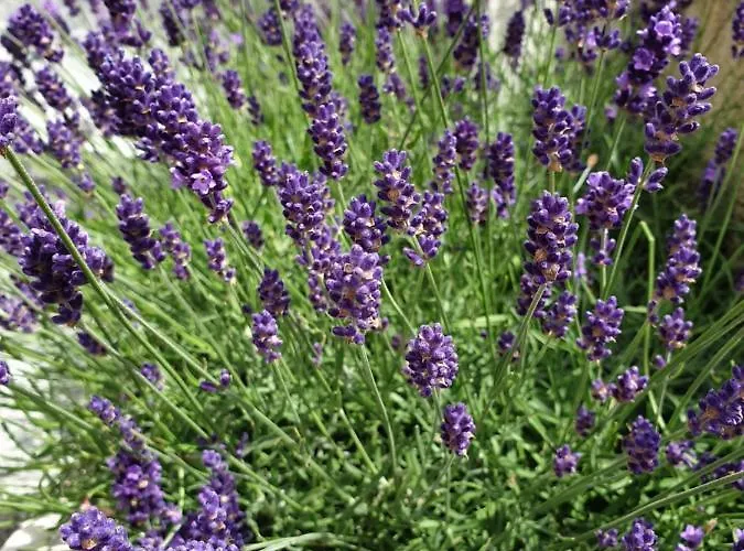 En Appartamento Mošćenička Draga